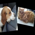 /album/fotos-de-nuestro-peludos/vera-y-cleo-jpg/
